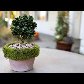 DIY Moss-Rimmed Pot