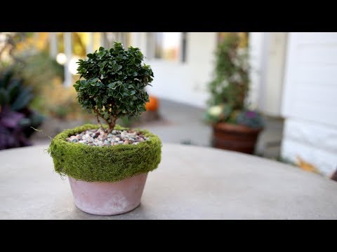 DIY Moss-Rimmed Pot