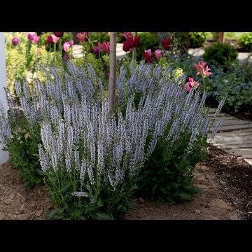 Salvia: A Bulletproof, Pollinator-Attracting Perennial!