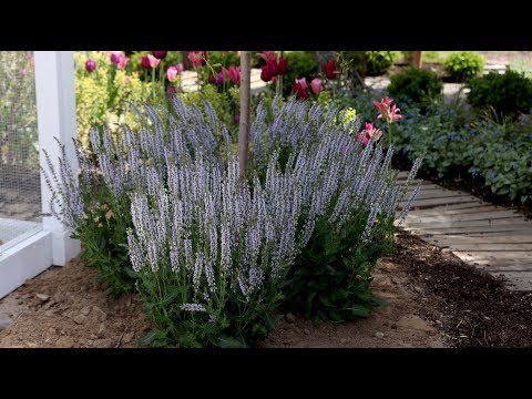 Salvia: A Bulletproof, Pollinator-Attracting Perennial!