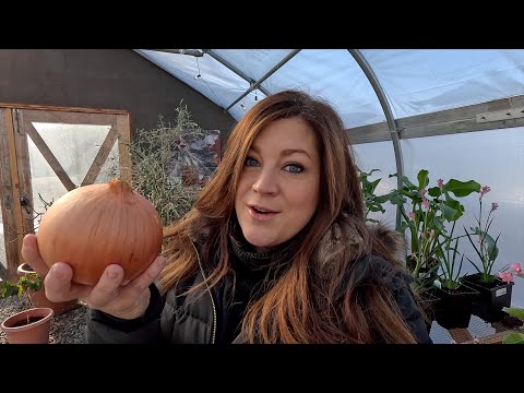 Planting SO Many Onions & Shallots!