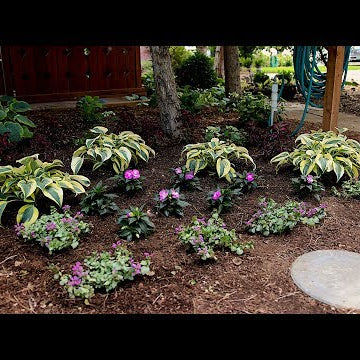 Shade Plant Inspiration