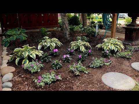 Shade Plant Inspiration