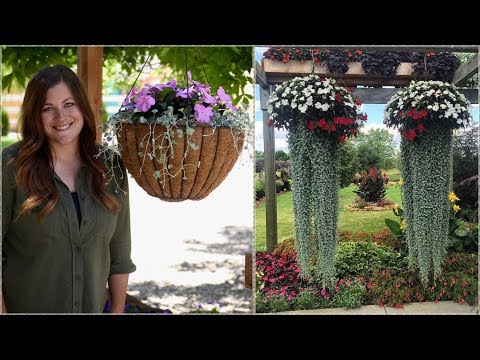 The Hanging Basket Jellyfish Challenge