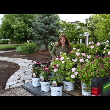 Planting Pink-Blooming, Full Sun Loving Plants!