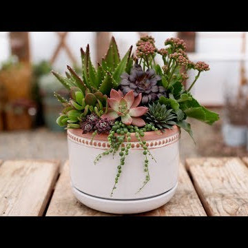 Succulent Inspiration: Mauve and Green!