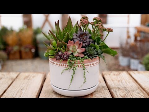 Succulent Inspiration: Mauve and Green!