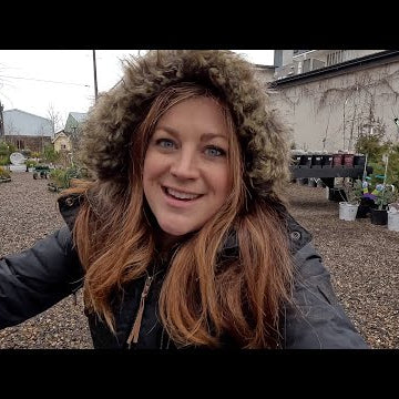Shopping for Groundcovers + Potting Up Rooted Fig Cuttings!