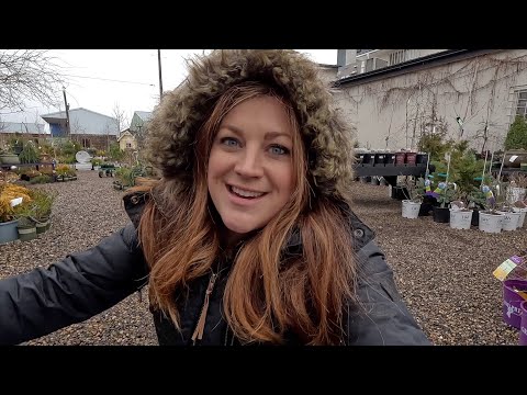 Shopping for Groundcovers + Potting Up Rooted Fig Cuttings!