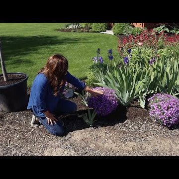 Planting Creeping Phlox (that's in Full Glorious Bloom)!