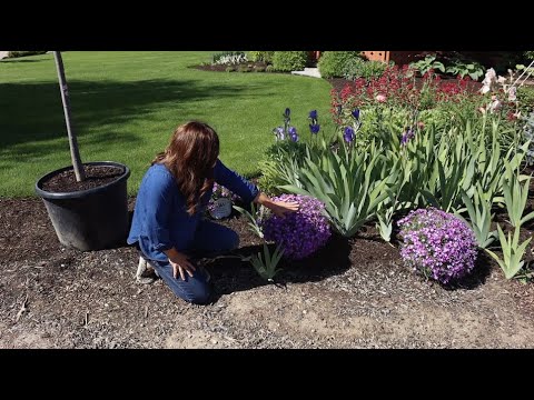 Planting Creeping Phlox (that's in Full Glorious Bloom)!