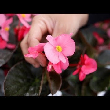 Excited to Plant Surefire Rose Begonia! It’s Going to be Gorgeous!
