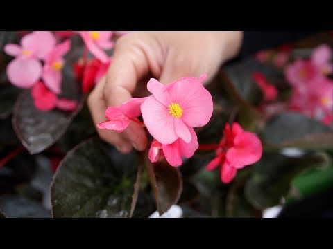 Excited to Plant Surefire Rose Begonia! It’s Going to be Gorgeous!