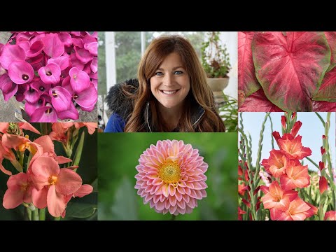 5 Popular Bulbs You Can Plant Now for Gorgeous Summer Color!