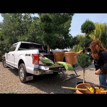 Found an Awesome Deal on Topiary to Replace Some Dead Ones!