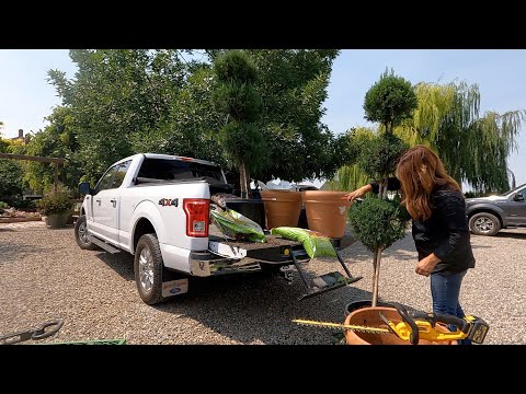 Found an Awesome Deal on Topiary to Replace Some Dead Ones!