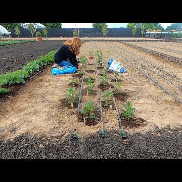 Planting Peppers & Growing Tips (+ Climbing Rose Update)!