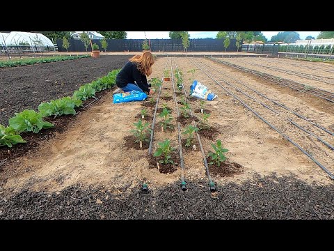 Planting Peppers & Growing Tips (+ Climbing Rose Update)!