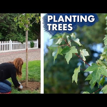Planting a Hedge of Maple Trees