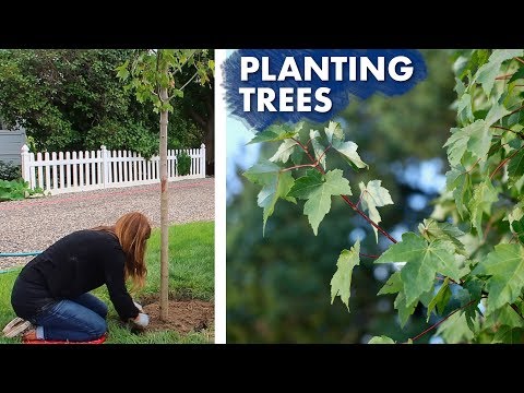 Planting a Hedge of Maple Trees