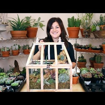 Succulent Arrangement in a Terrarium (Full Version)