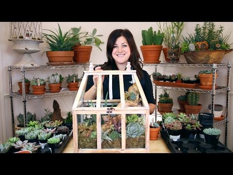 Succulent Arrangement in a Terrarium (Full Version)