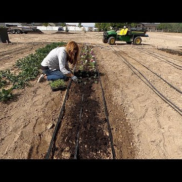 Pinching & Planting Snapdragons + a Few More Flower Seedlings!