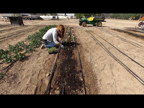 Pinching & Planting Snapdragons + a Few More Flower Seedlings!