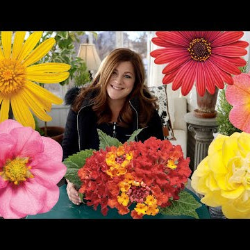 New Annuals for 2021!