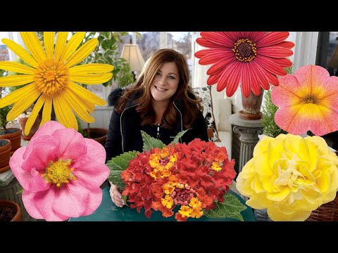 New Annuals for 2021!