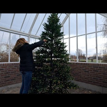 Hartley Christmas Tree, New Caladiums & Installing Bird Feeders!