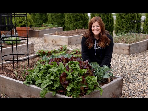 How to Grow Spinach for Beginners!