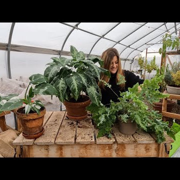 3 New Leafjoy Houseplants + Starting Geranium & Lisianthus Seeds!