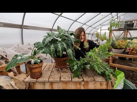 3 New Leafjoy Houseplants + Starting Geranium & Lisianthus Seeds!
