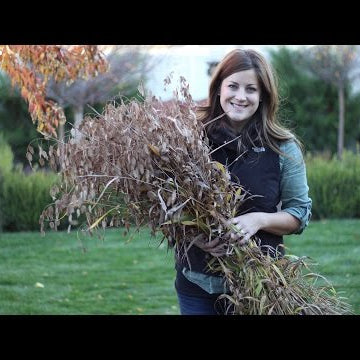 Quick Tip: Best Way to Cut Down Tall Perennials and Grasses