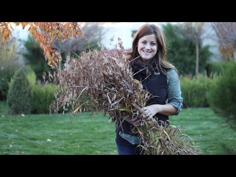 Quick Tip: Best Way to Cut Down Tall Perennials and Grasses