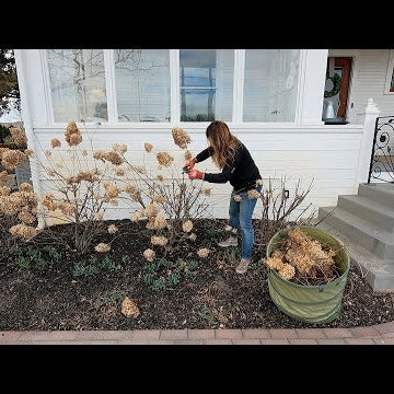 3 Pruning Chores: Hellebores, Shrub Roses & Panicle Hydrangeas!