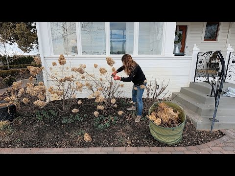 3 Pruning Chores: Hellebores, Shrub Roses & Panicle Hydrangeas!
