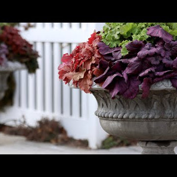 I Planted an Over-the-Top Heuchera Planter!