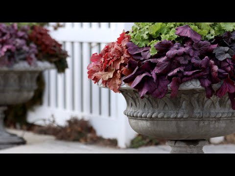 I Planted an Over-the-Top Heuchera Planter!