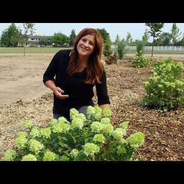 3 New Hydrangeas for 2021: Update & Planting!