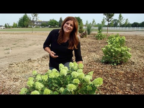 3 New Hydrangeas for 2021: Update & Planting!
