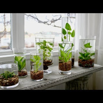 How to Make an Indoor Water Garden!