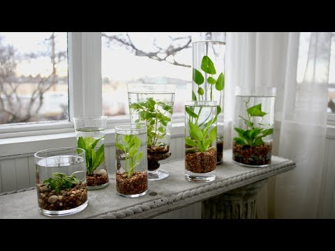 How to Make an Indoor Water Garden!