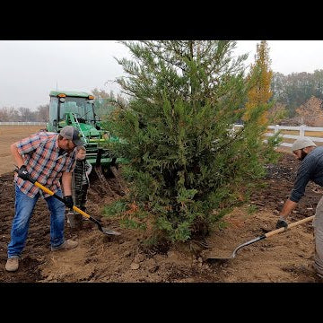 Planting the Big Trees & Packing Dahlias for Storage!