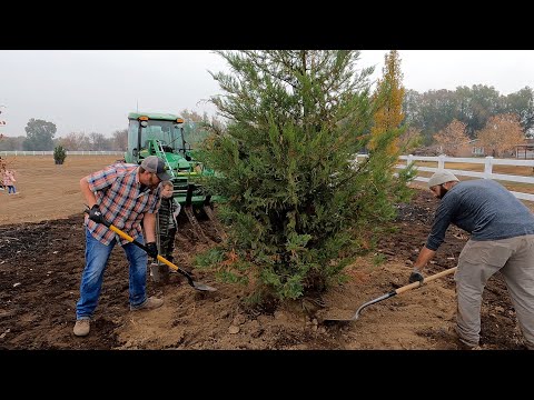 Planting the Big Trees & Packing Dahlias for Storage!