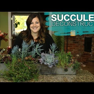 Succulent Arrangement Deconstruction
