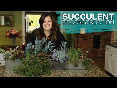Succulent Arrangement Deconstruction