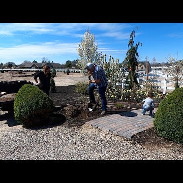 Digging Up & Moving Two Very Established Boxwoods!