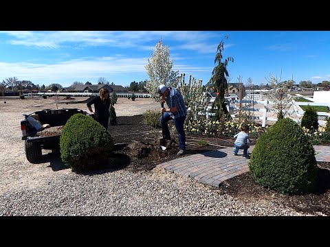 Digging Up & Moving Two Very Established Boxwoods!